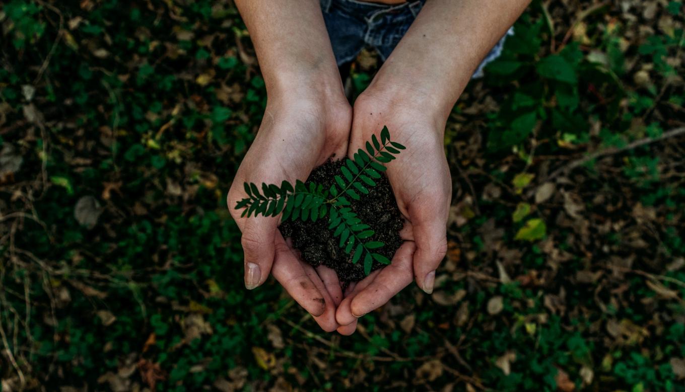 Hands holding a green plant